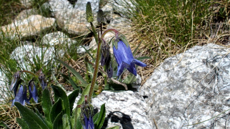Campanula barbata